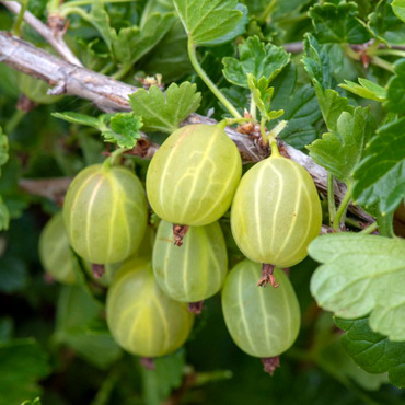 Крыжовник Финский зеленый (Ribes uva-crispa 'Finskij Zelenyj')