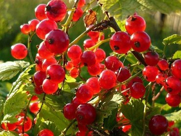 Смородина красная Ася (Ribes rubrum 'Asya')