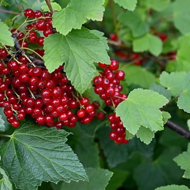 Смородина красная Кузьмина (Ribes rubrum 'Kuzmina')