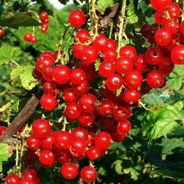 Смородина красная Подарок лета (Ribes rubrum 'Podarok Leta')
