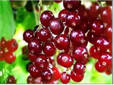 Смородина красная Ред Лейк (Ribes rubrum 'Red Lake')