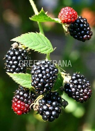 Ежевика Эри (Rubus fruticosus 'Erie')