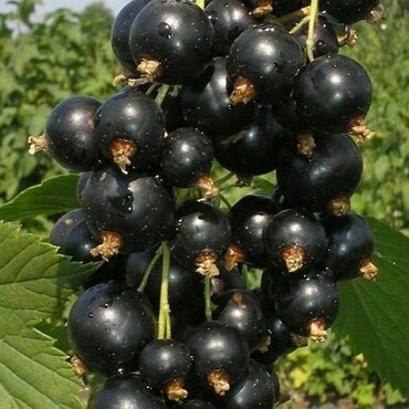 Смородина черная Тамерлан (Ribes nigrum 'Tamerlan')
