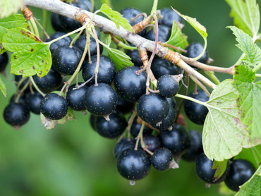 Смородина черная Чудное мгновение (Ribes nigrum 'Chudnoe Mgnovenie')