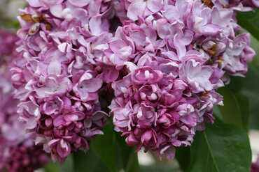Сирень обыкновенная Маршал Малиновский (Syringa vulgaris 'Marshal Malinovskiy')