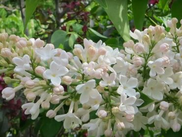 Сирень обыкновенная Петербурженка (Syringa vulgaris 'Peterburzhenka')