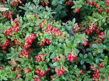 Брусника садовая Коралл (Vaccinium vitis-idaea 'Koralle')