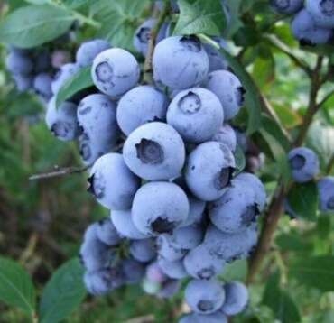 Голубика высокорослая Ханнас Чойс (Vaccinium corymbosum 'Hannah's Choice')