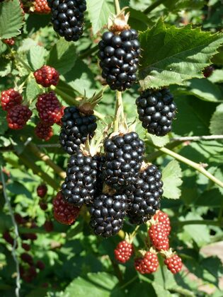 Ежевика Оркан (Rubus fruticosus 'Orkan')