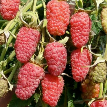 Малина ремонтантная Красная гвардия (Rubus idaeus 'Krasnaya Gvardiya')