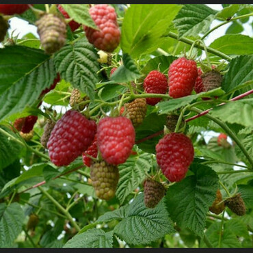 Малина ремонтантная Лячка (Rubus idaeus 'Laszka')