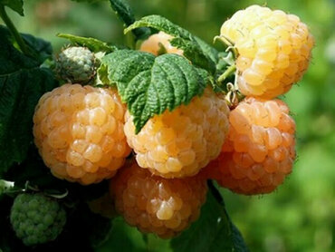 Малина ремонтантная Утренняя Роса (Rubus idaeus 'Utrennyaya Rosa')