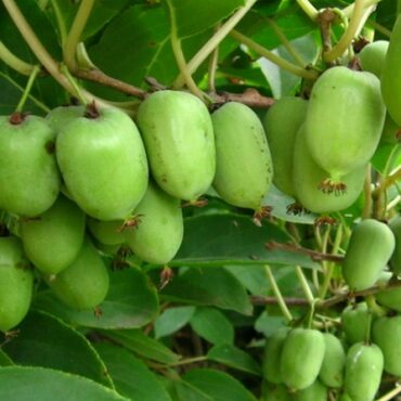 Актинидия коломикта Лакомка (Actinidia kolomikta 'Lakomka')