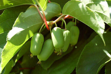 Актинидия коломикта Сладкая палочка (Actinidia kolomikta 'Sladkaya Palochka')