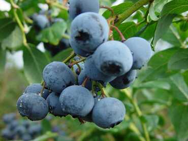 Голубика высокая Либерти (Vaccinium corymbosum 'Liberty')