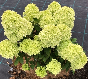 Гортензия метельчатая Литтл Пэшн (Hydrangea paniculata 'Little Passion')