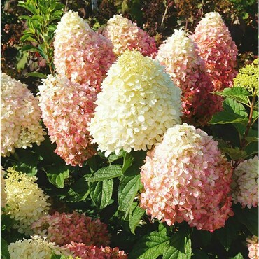 Гортензия метельчатая Пинк Шейд (Hydrangea paniculata 'Pink Shade')