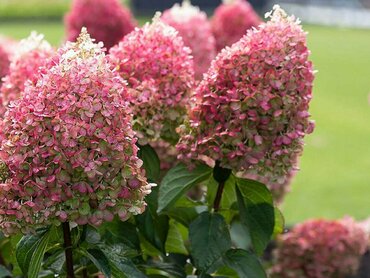 Гортензия метельчатая Пинки Промис (Hydrangea paniculata 'Pinky Promise')