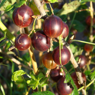 Крыжовник Гаркате (Ribes uva-crispa 'Garkate')