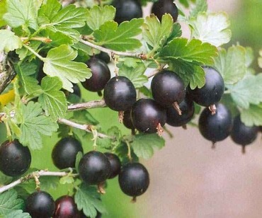 Крыжовник Куйбышевский черный (Ribes uva-crispa 'Kuybyshevskiy Chernyy')