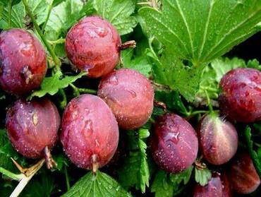 Крыжовник Русский красный (Ribes uva-crispa 'Russkiy Krasnyy')