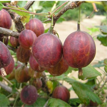Крыжовник Славный (Ribes uva-crispa 'Slavnyy')
