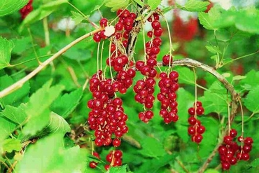 Смородина красная Ролан (Ribes rubrum 'Rolan')