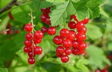 Смородина красная Рондом (Ribes rubrum 'Rondom')