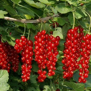 Смородина красная Рованда (Ribes rubrum 'Rovanda')