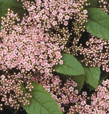 Спирея Фришиана Пинк Парасольс (Spiraea fritschiana 'Pink Parasols')