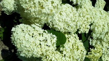 Гортензия древовидная Дабл Аннабель (Hydrangea arborescens 'Double Annabelle')