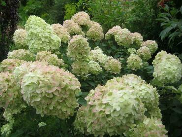 Гортензия метельчатая Саммер Бриз (Hydrangea paniculata 'Summer Breeze')