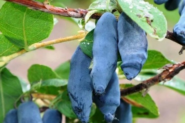 Жимолость Блю Банана (Lonicera caerulea 'Blue Banana')