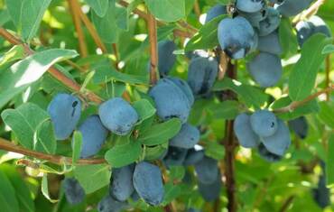 Жимолость Бореал Бист (Lonicera caerulea 'Boreal Beast')