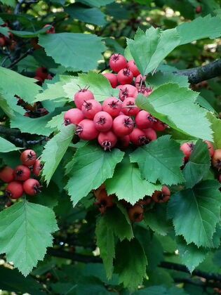 Боярышник шарлаховый (Crataegus coccinea)