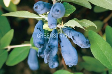 Жимолость съедобная Морена (Lonicera caerulea 'Morena')