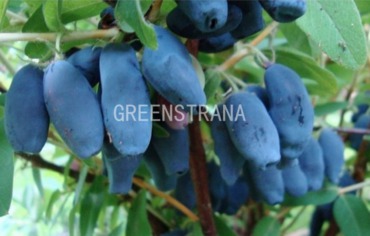 Жимолость съедобная Мальвина (Lonicera caerulea 'Malvina')