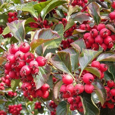 Боярышник сливолистный Сплендерс (Crataegus x prunifolia 'Splendens')