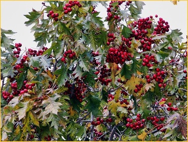 Боярышник перистонадрезанный Мао Мао (Crataegus pinnatifida 'Mao Mao')
