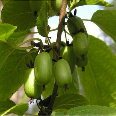 Актинидия коломикта Изобильная (Actinidia kolomikta 'Izobilnaya')
