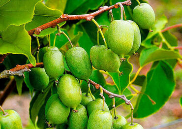 Актинидия коломикта Университетская (Actinidia kolomikta 'Universitetskaya')
