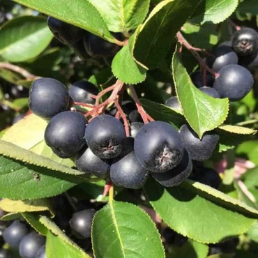 Арония Мулатка (Aronia melanocarpa 'Mulatka')