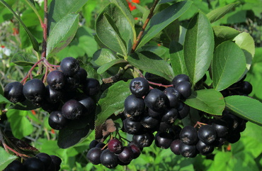 Арония черноплодная Амит (Aronia melanocarpa 'Amit')