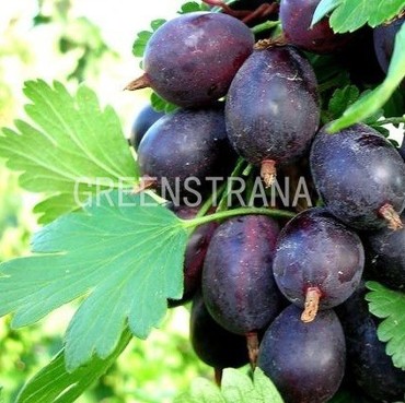 Крыжовник Грушенька (Ribes uva-crispa 'Grushenka')