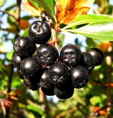 Арония черноплодная Викинг (Aronia melanocarpa 'Viking')