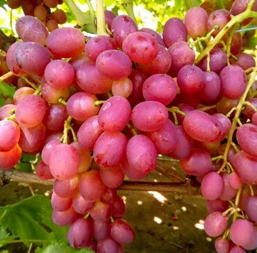 Виноград Ливия (Vitis vinifera 'Livia')