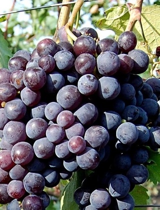 Виноград Рошфор К (Vitis vinifera 'Roshfor K')