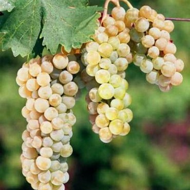 Виноград Виорика (Vitis vinifera 'Viorika')