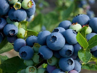 Голубика высокая Арора (Vaccinium corymbosum 'Aurora')