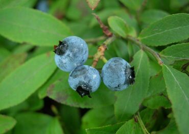 Голубика узколистная Лакомка (Vaccinium angustifolium 'Lakomka')